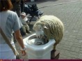 /album/vtipne-obrazky/what-a-lamb-jpg/